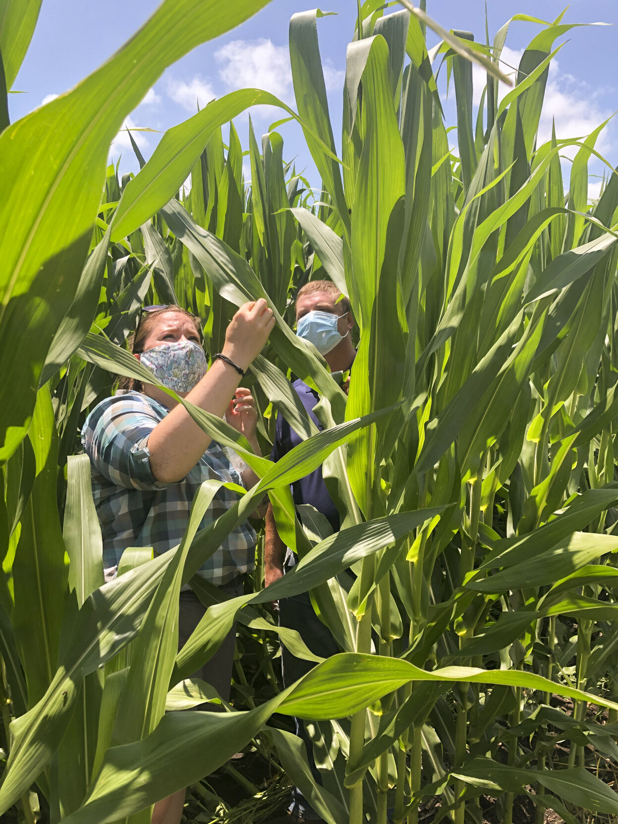 Nitrogen research focus of first NLRS virtual field day